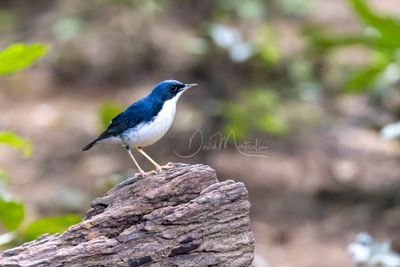 Siberian Blue Robin, Larvivora cyane