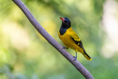 Black-hooded Oriole, Oriolus xanthornus