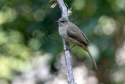 Streak-eared Bulbul, Pycnonotus conradi