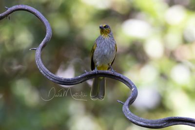 Stripe-throated Bulbul, Pycnonotus finlaysoni