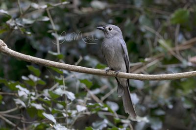 Ashy Drongo, Dicrurus leucophaeus