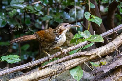 Large Scimitar-Babbler, Erythrogenys hypoleucos