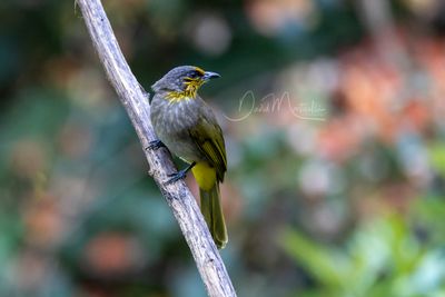 Stripe-throated Bulbul, Pycnonotus finlaysoni