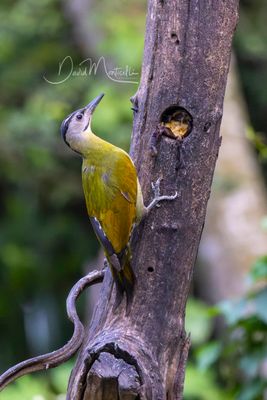 Grey-headed Woodpecker, Picus canus