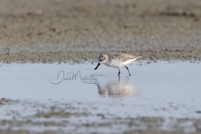 Spoon-billed Sandpiper, Eurynorhynchus pygmeus at Laem Pak Bia, Phetchaburi