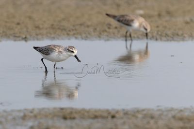 Spoon-billed Sandpiper, Eurynorhynchus pygmeus with Red-necked Stint at Laem Pak Bia, Phetchaburi