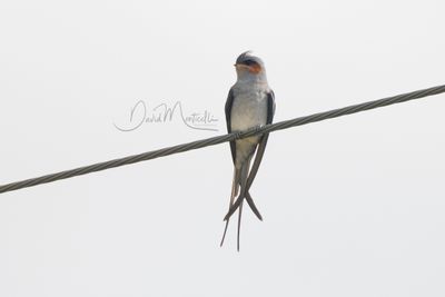 Crested Treeswift, Hemiprocne coronata