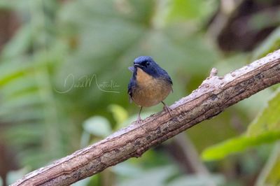 Slaty-backed Flycatcher, Ficedula erithacus