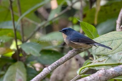 Slaty-backed Flycatcher, Ficedula erithacus