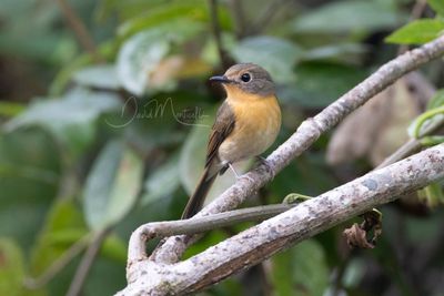 Hill Blue Flycatcher, Cyornis whitei