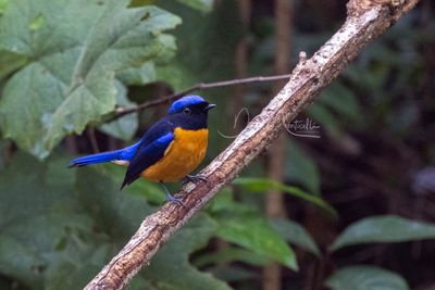 Rufous-bellied Niltava, Niltava sundara