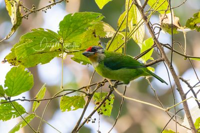Golden-throated Barbet, Psilopogon franklinii