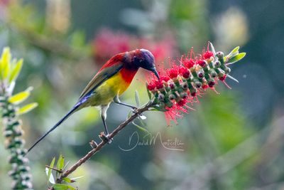 Mrs Gould's Sunbird, Aethopyga gouldiae