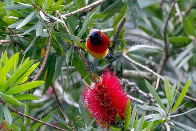 Mrs Gould's Sunbird, Aethopyga gouldiae