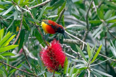 Mrs Gould's Sunbird, Aethopyga gouldiae