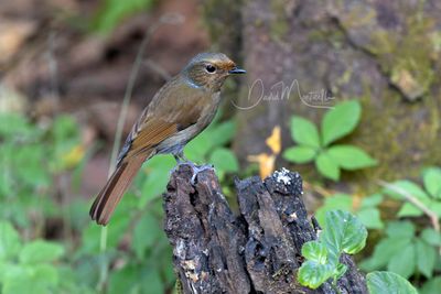 Large Niltava, Niltava grandis