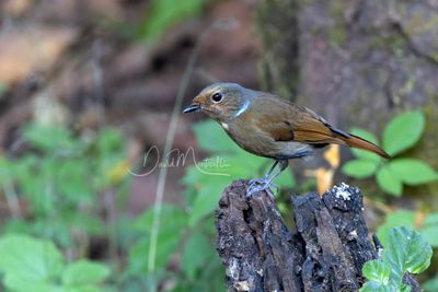 Large Niltava, Niltava grandis