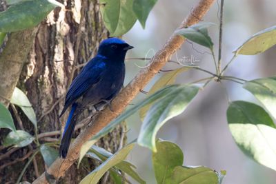 Large Niltava, Niltava grandis