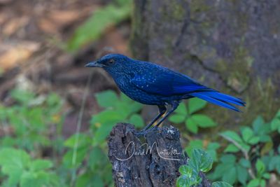 Blue Whistling Thrush, Myophonus caeruleus