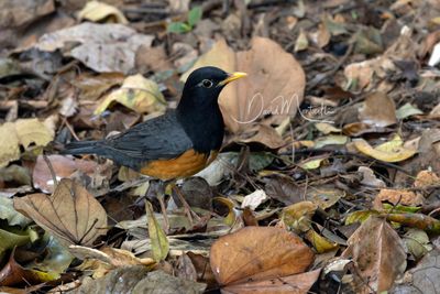 Black-breasted Thrush, Turdus dissimilis