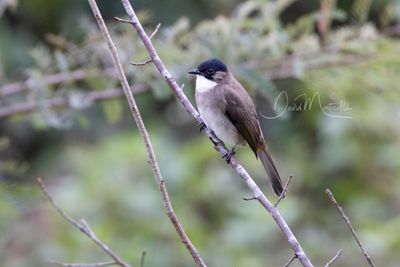 Brown-breasted Bulbul, Pycnonotus xanthorrhous