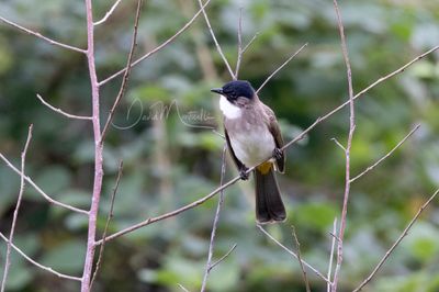 Brown-breasted Bulbul, Pycnonotus xanthorrhous