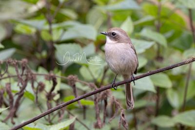 Grey Bushchat, Saxicola ferreus