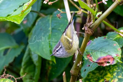 Ashy-throated Warbler, Phylloscopus maculipennis