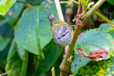 Ashy-throated Warbler, Phylloscopus maculipennis