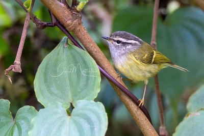 Ashy-throated Warbler, Phylloscopus maculipennis