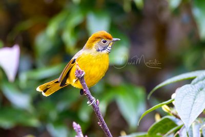 Chestnut-tailed Minla, Actinodura strigula