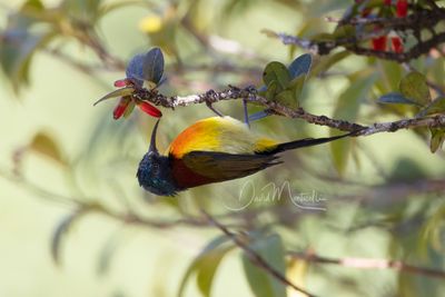 Green-tailed Sunbird, Aethopyga nipalensis