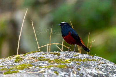 White-capped Redstart, Phoenicurus leucocephalus