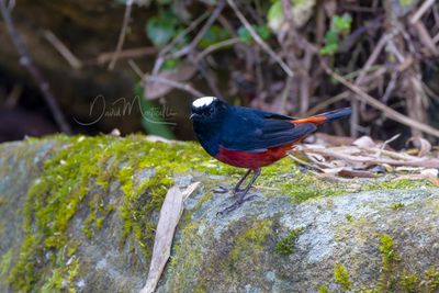 White-capped Redstart, Phoenicurus leucocephalus