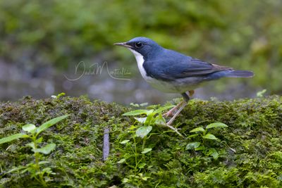 Siberian Blue Robin, Larvivora cyane