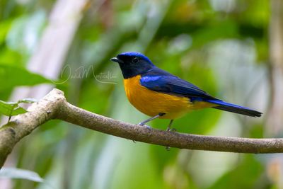 Rufous-bellied Niltava, Niltava sundara