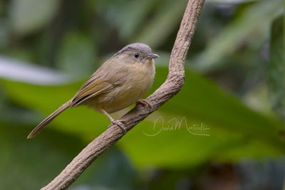 Brown-cheeked Fulvetta, Alcippe poioicephala