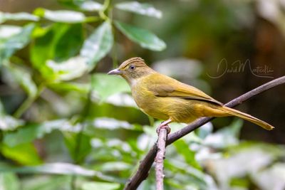 Grey-eyed Bulbul, Iole propinqua