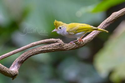 White-bellied Erpornis, Erpornis zantholeuca