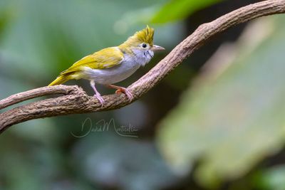 White-bellied Erpornis, Erpornis zantholeuca
