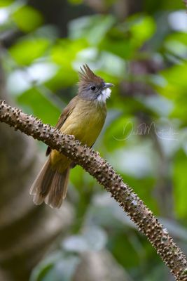 Puff-throated Bulbul, Alophoixus pallidus