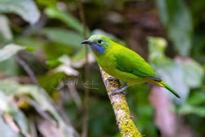 Orange-bellied Leafbird, Chloropsis hardwickii