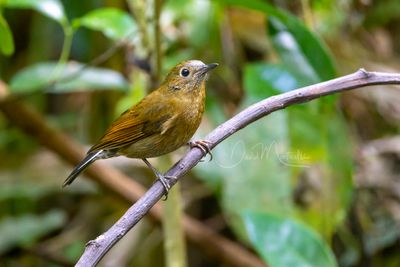 White-tailed Robin, Myiomela leucura