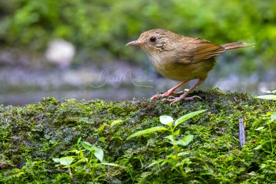 Buff-breasted Babbler, Pellorneum tickelli