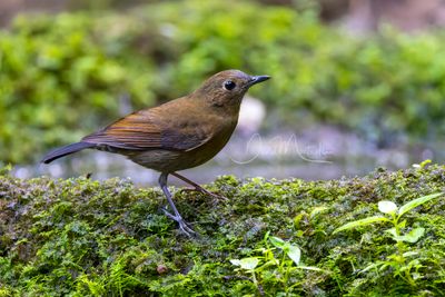 White-tailed Robin, Myiomela leucura