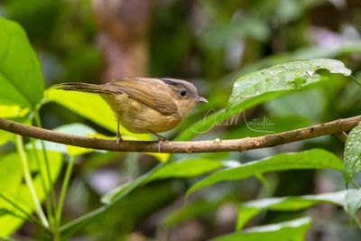 Brown-cheeked Fulvetta, Alcippe poioicephala