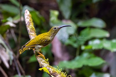 Streaked Spiderhunter, Arachnothera magna