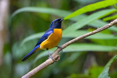 Rufous-bellied Niltava, Niltava sundara