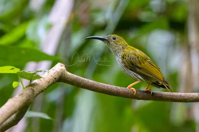 Streaked Spiderhunter, Arachnothera magna