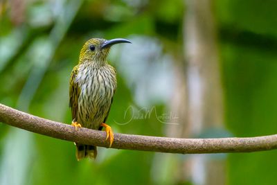Streaked Spiderhunter, Arachnothera magna